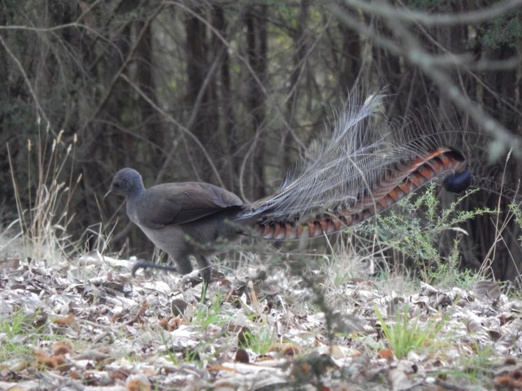 66 - Lyrebird